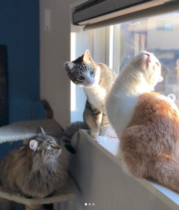 窓辺に集まるニコちゃん、チビちゃん、ムギちゃん