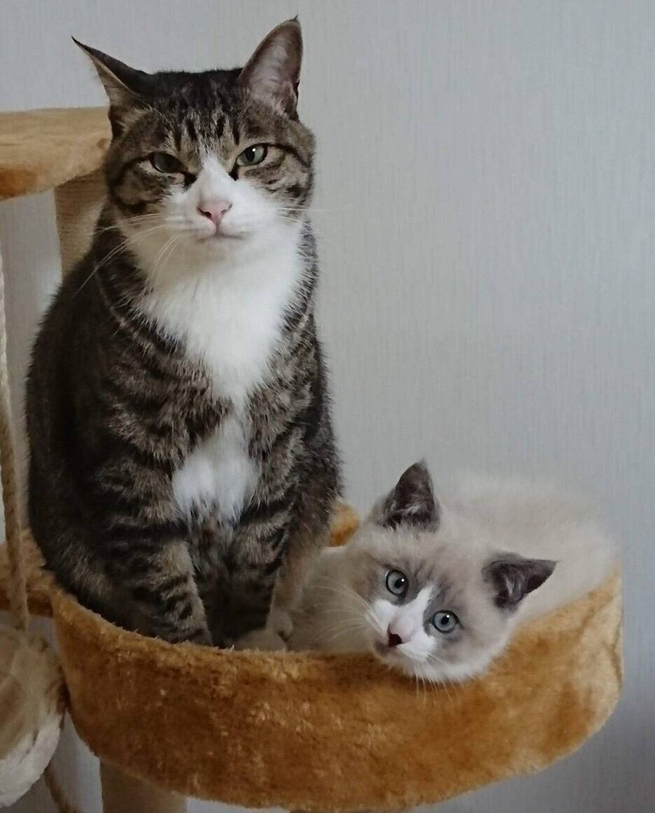 子猫時代のパンくんと、先住猫・みいくん