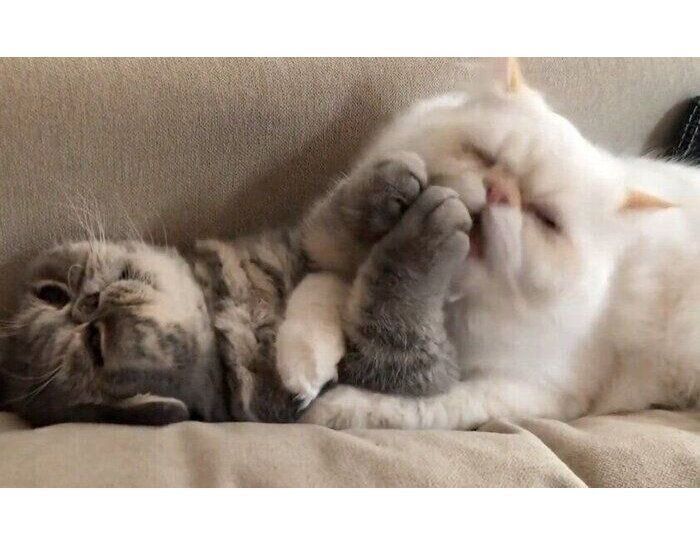 ふくすけくんの前足をなめる、はなまるくん