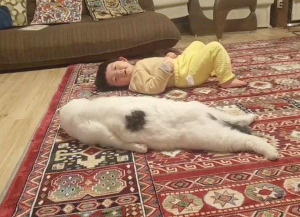 警戒心むき出しなスコティッシュフォールド