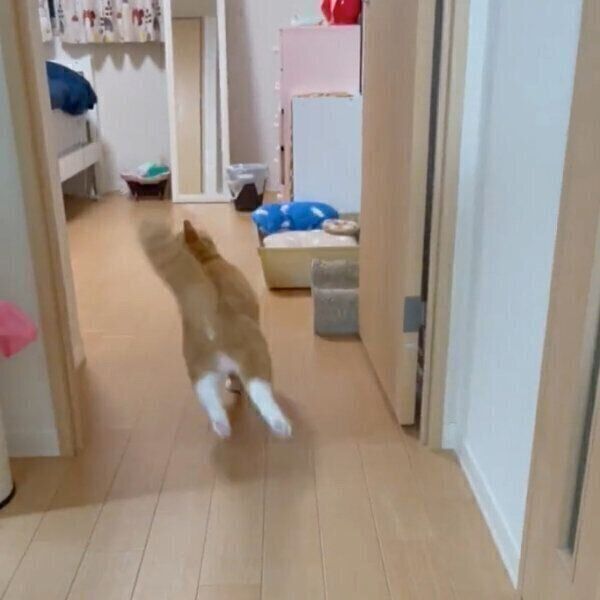 ボール遊びをするさんてくん