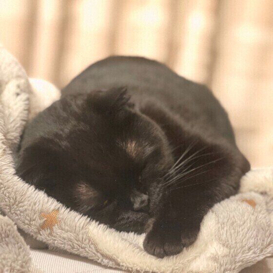 ウトウトするはなちゃん（スコティッシュフォールド）