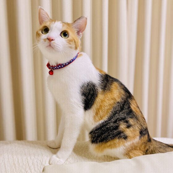 Mix（ミケ）の扇ちゃん♪