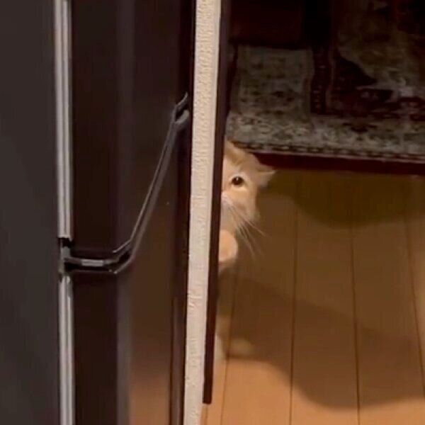 見つめるエマちゃん