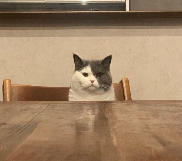 椅子に座るとろろちゃん