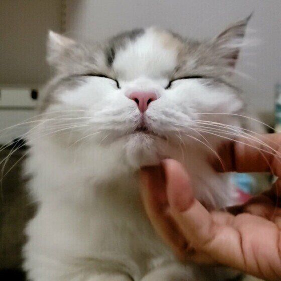 ミヌエットのラテちゃん