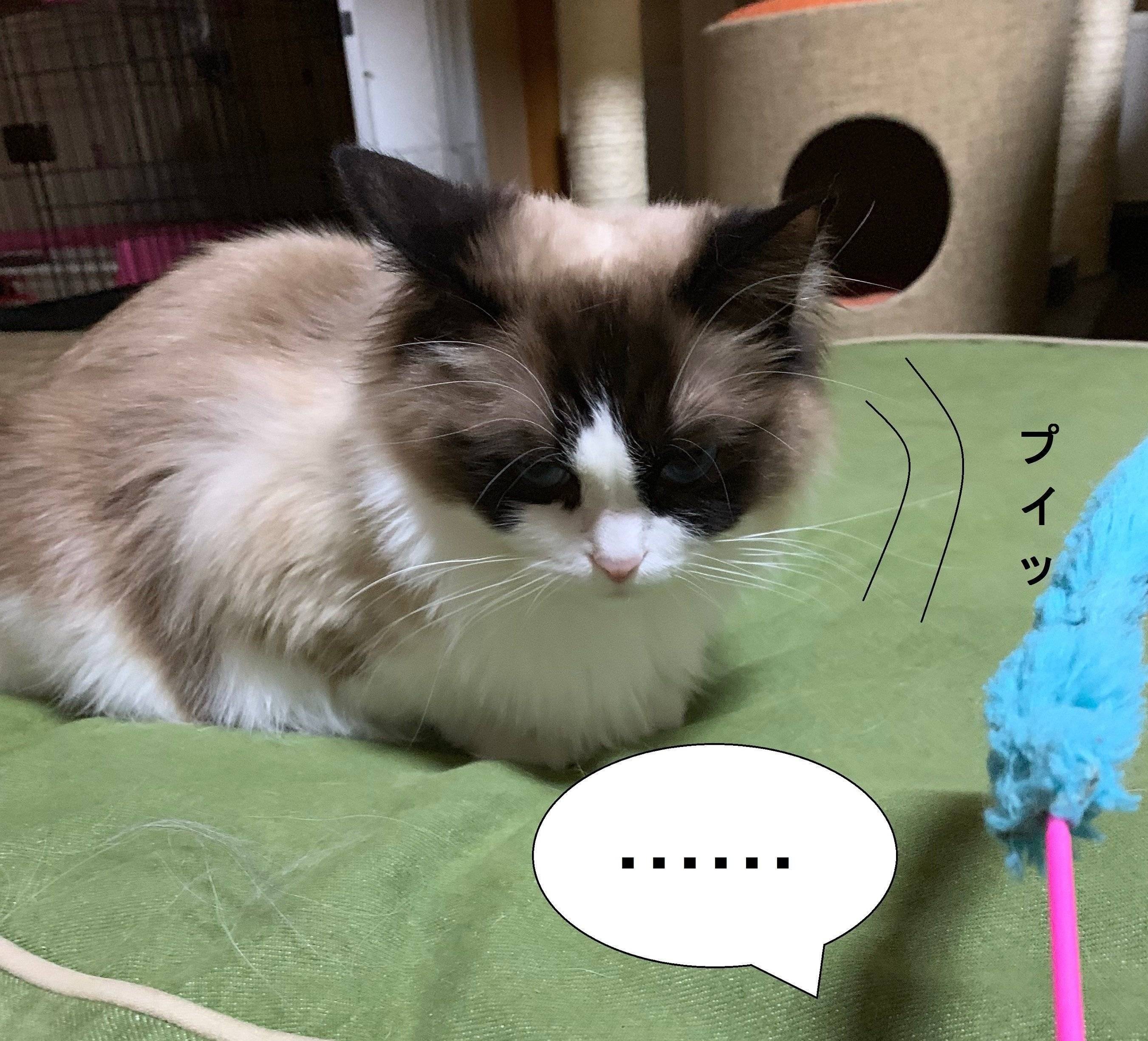 画像／ねこのきもち2019年８月号『猫よ、すんのかい　せんのかい　せーへんのかいっ！』