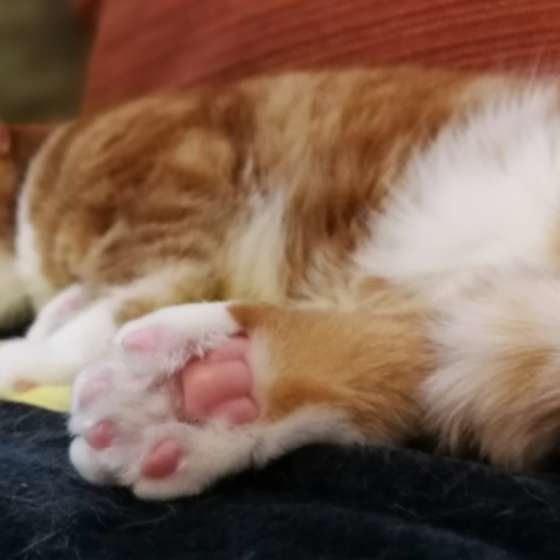 ピンクの肉球♡