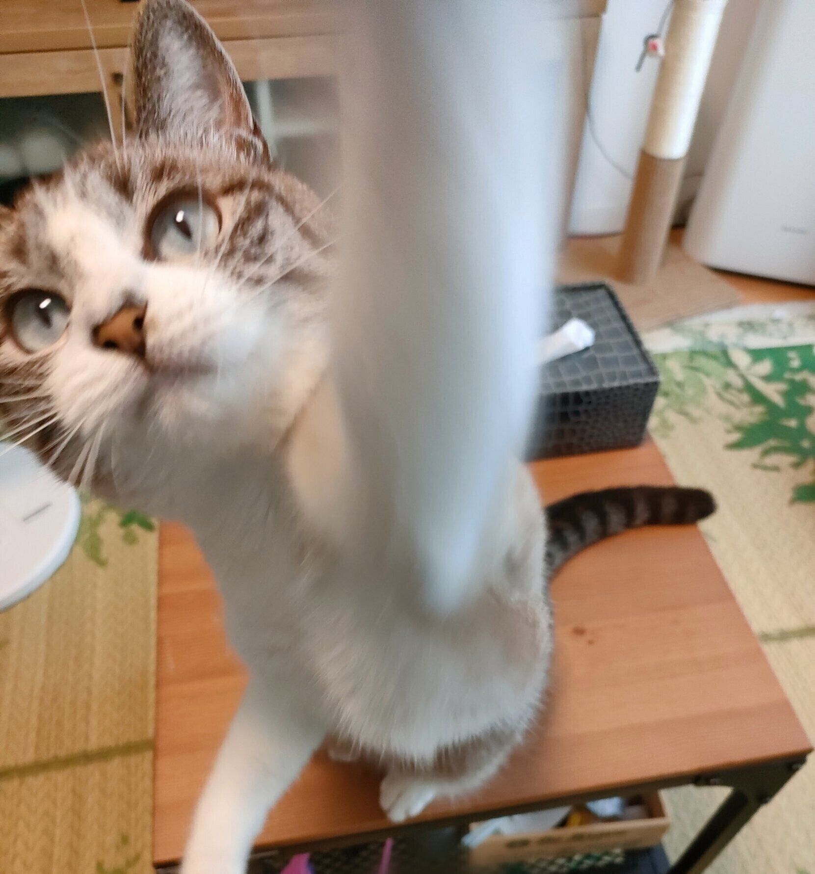 元気いっぱいなすいちゃん。