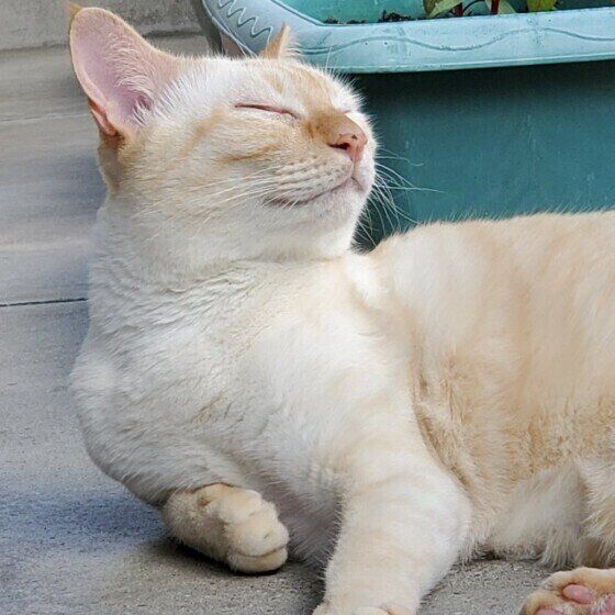 シャムのらいむちゃん♪