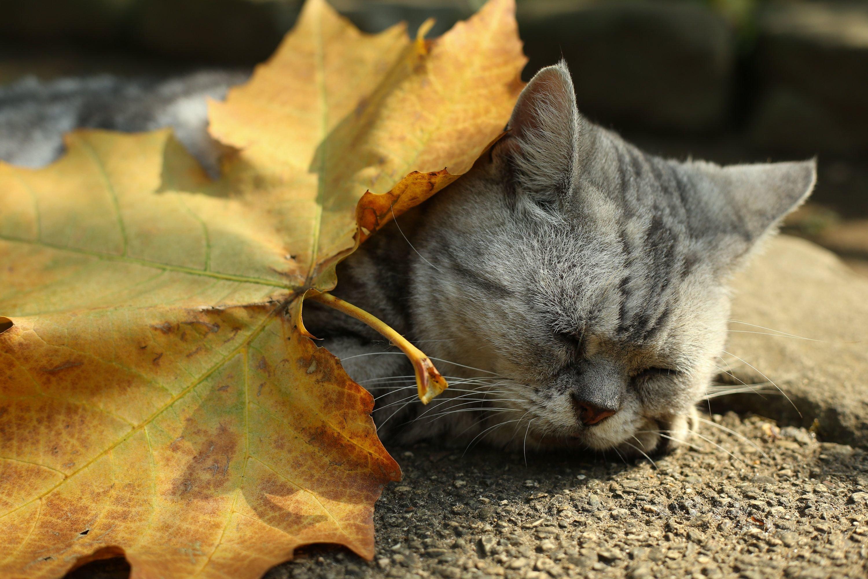 いい夢見ててほしいなぁ。