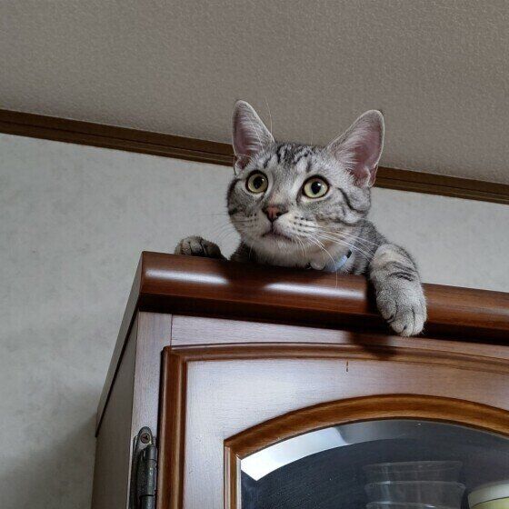 家具の上から降りられないアメリカンショートヘア