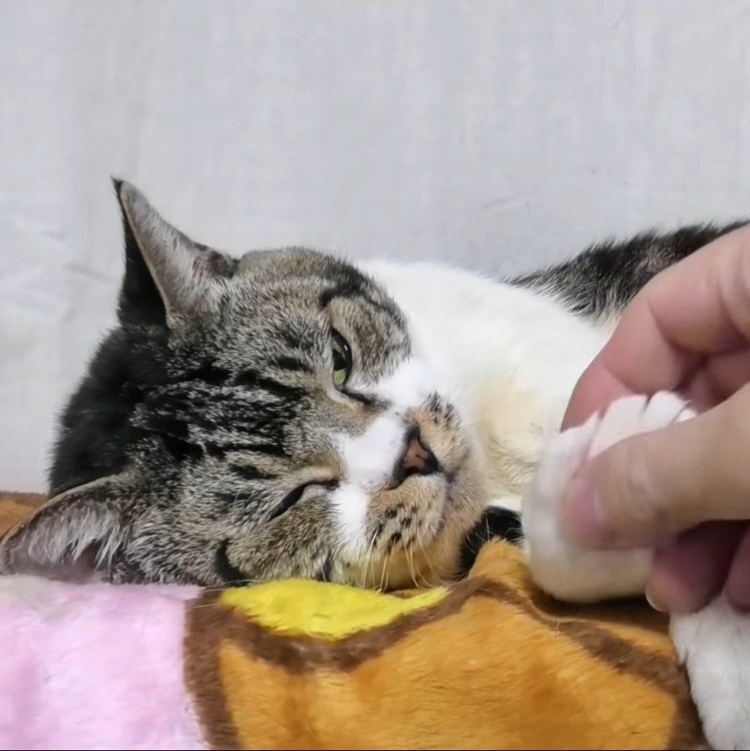 薄ら眼で握手対応するリキちゃん