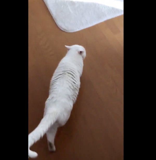 猫のしーちゃん