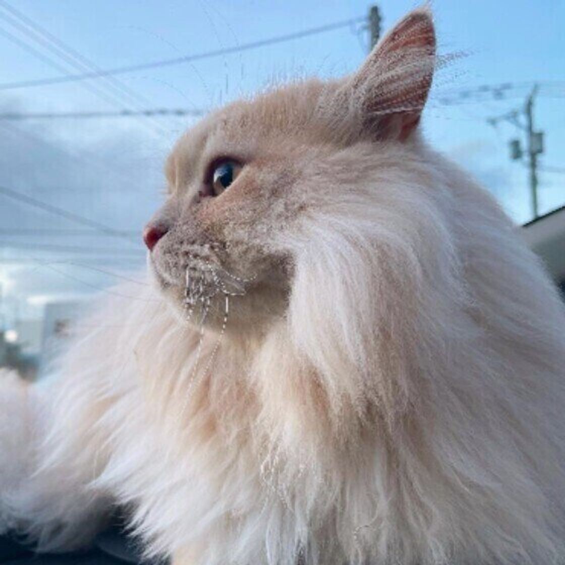 獣医師監修 猫にかぼちゃを与えても大丈夫 かぼちゃを食べるメリットと与え方を解説 ねこのきもちweb Magazine 獣医師監修 猫にかぼちゃを与えても大丈夫 かぼちゃを食べるメリットと与え方を解説 ねこのきもちweb Magazine