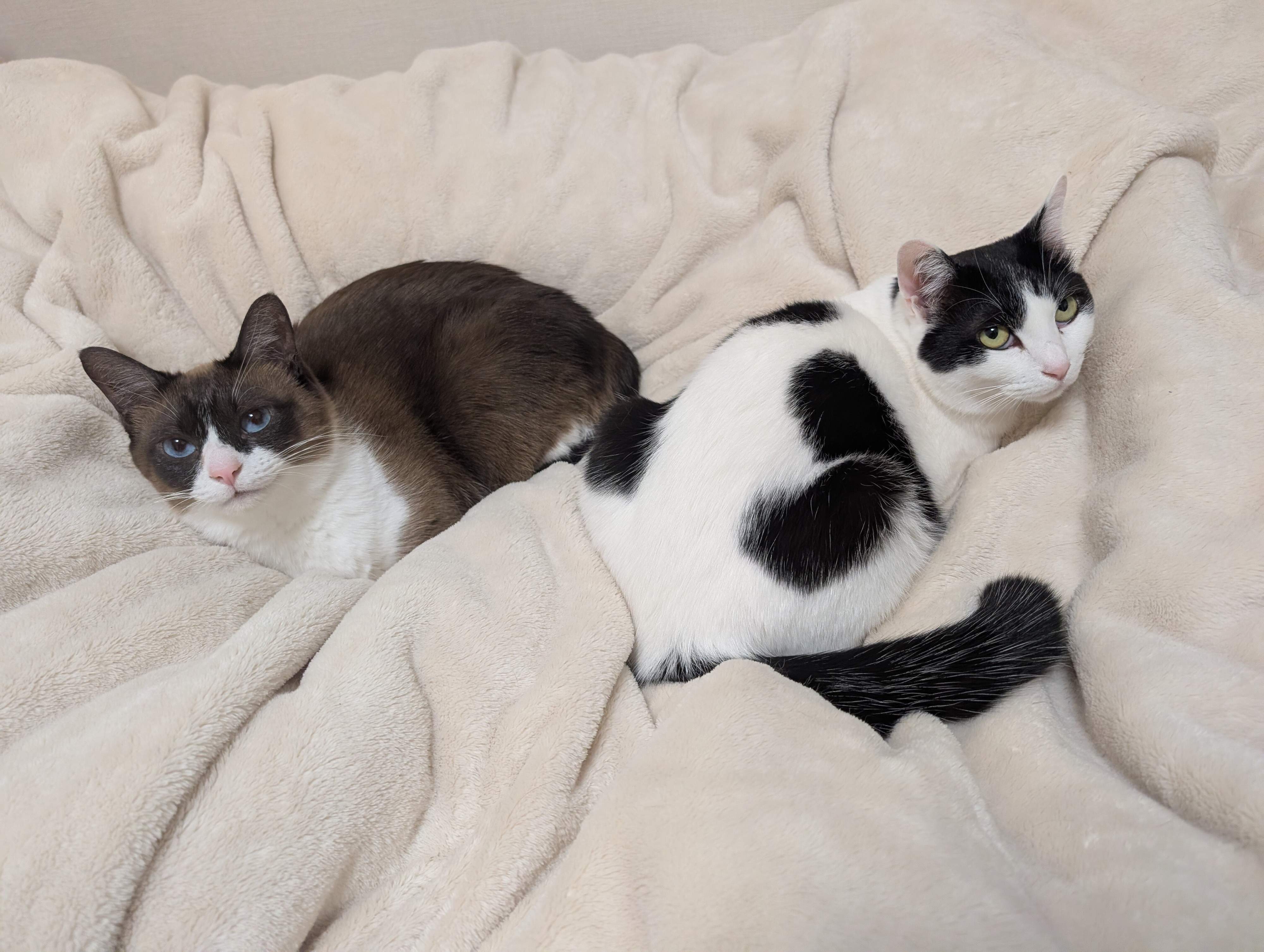 毛布の上でくつろぐ2匹の猫