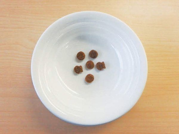 猫の嗜好品のおやつとは