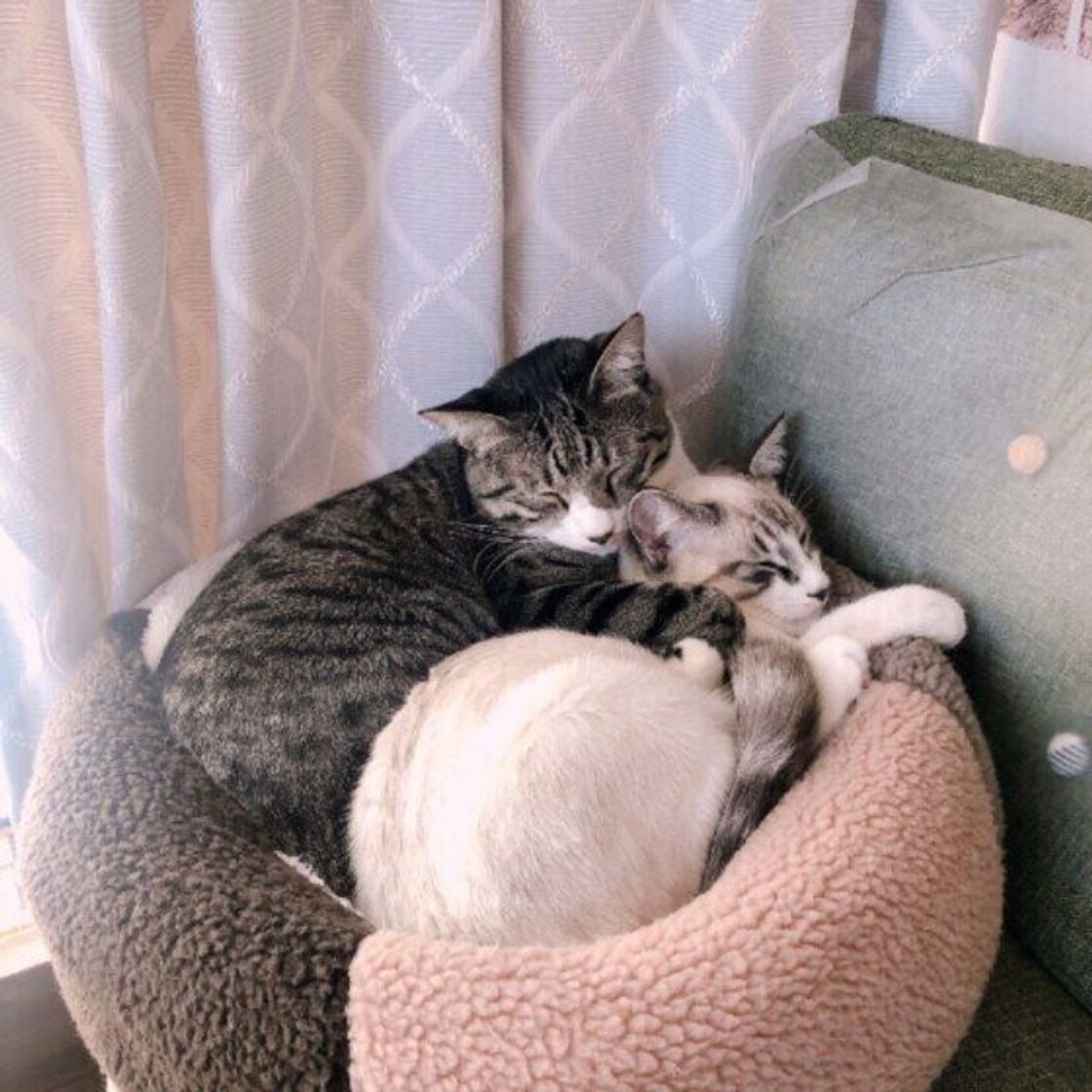 獣医師監修 猫の多頭飼い 先住猫との顔合わせや相性の見極め方も ねこのきもちweb Magazine 獣医師監修 猫の多頭飼い 先住猫との顔合わせや相性の見極め方も ねこのきもちweb Magazine