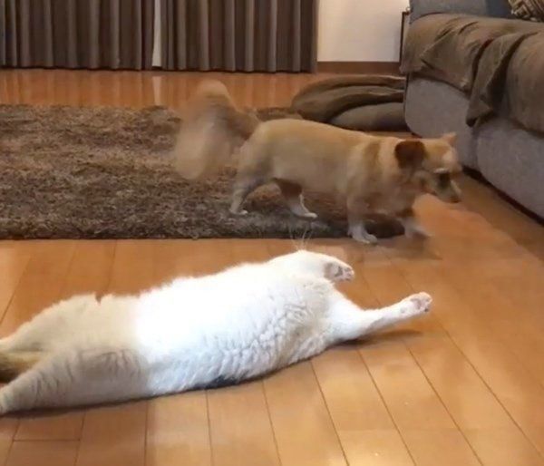 三毛猫のシラスちゃんとチワックスのポテチちゃん