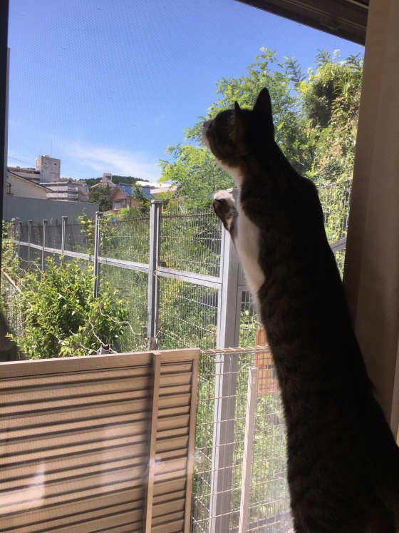 MIXのあかりちゃん