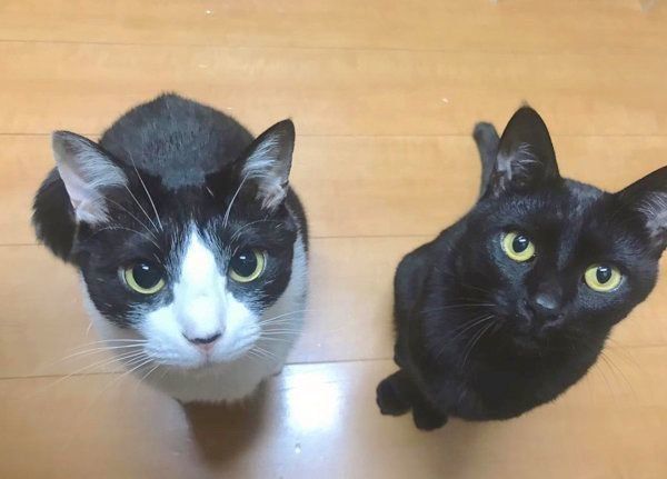 元保護猫・虎徹くんとはなびくん