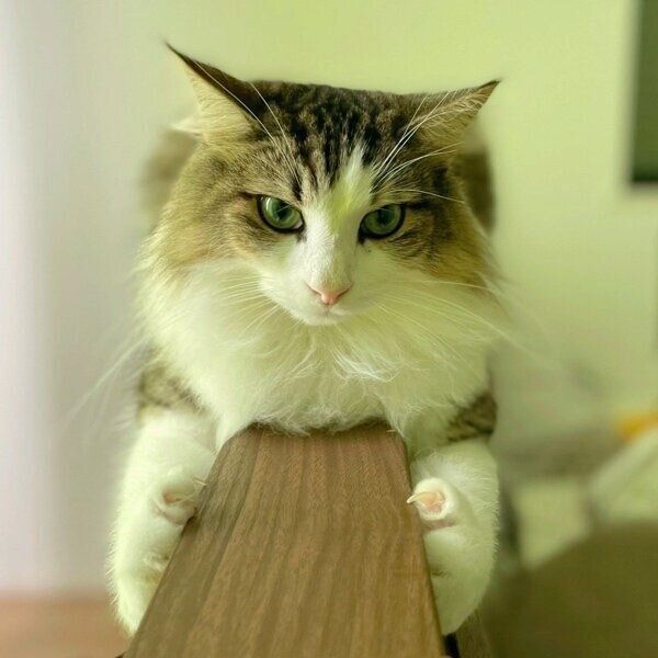 列車になるシィクくん