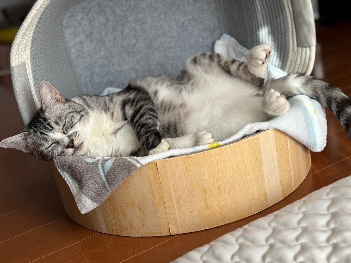 無防備なポーズで眠る春くん。