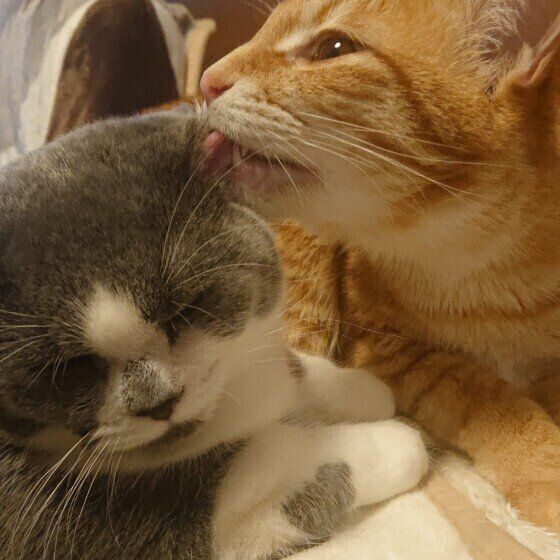 グルーミングするスコティッシュフォールド