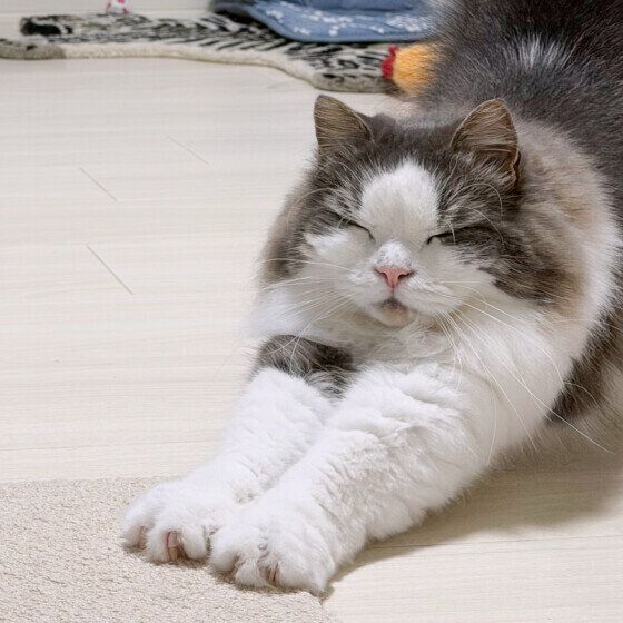 ラフくん