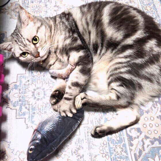 アメリカンショートヘアのみーちゃん