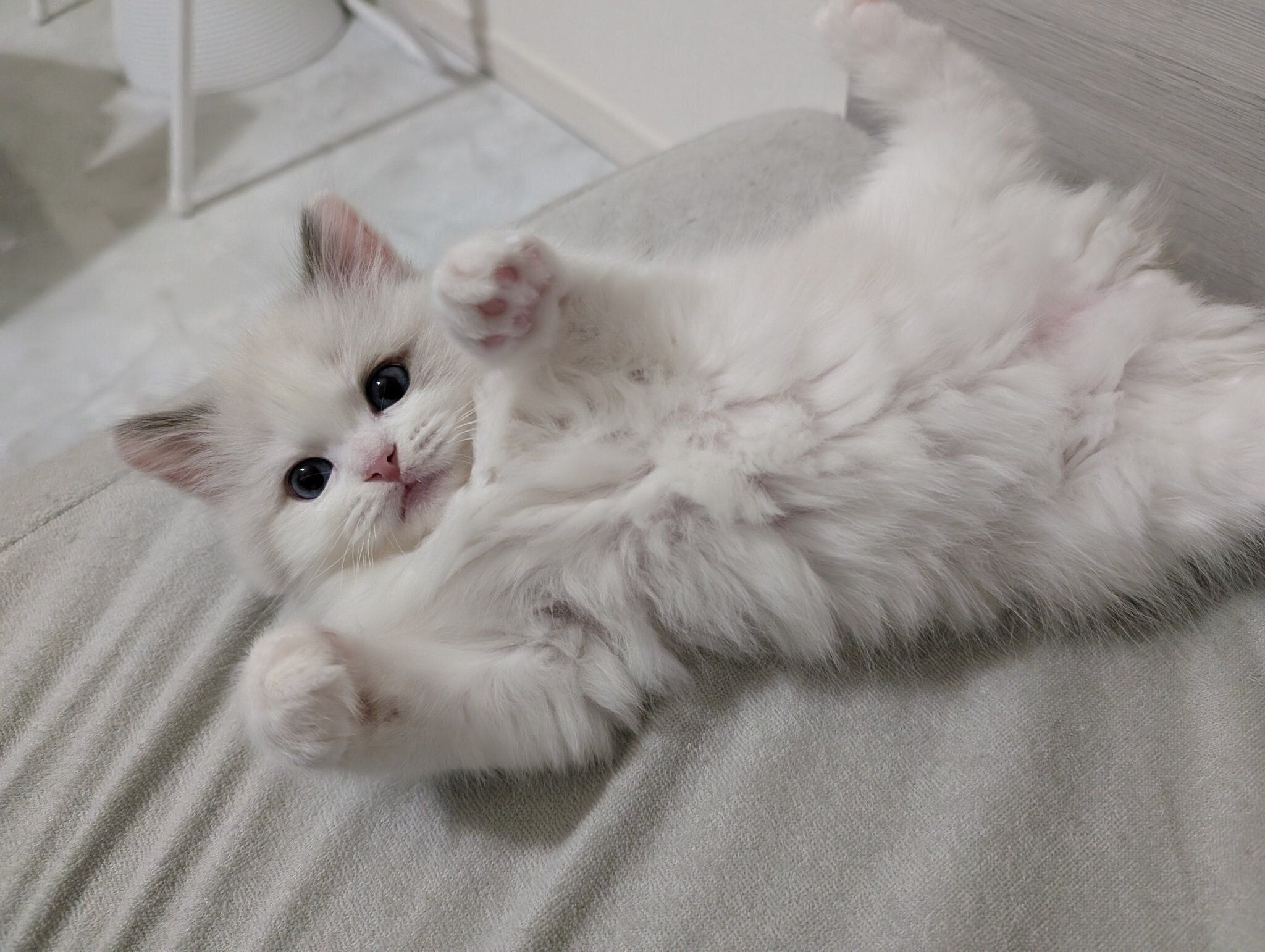 寝転がるベルくん