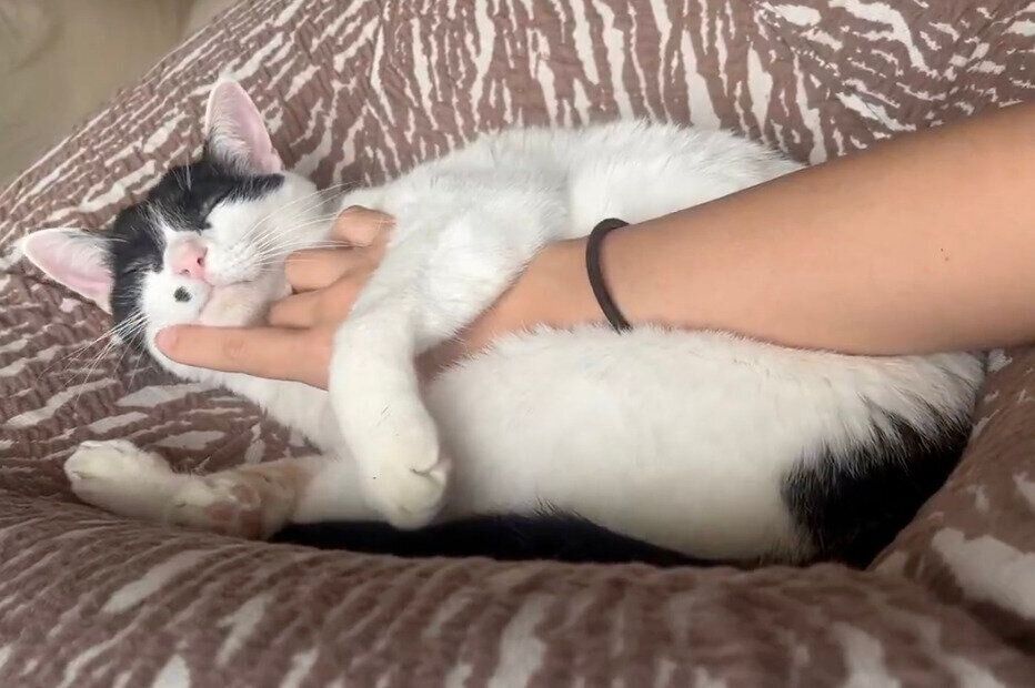 らんちゃんのモッフモフなお腹に手を入れて幸せを感じる飼い主さん