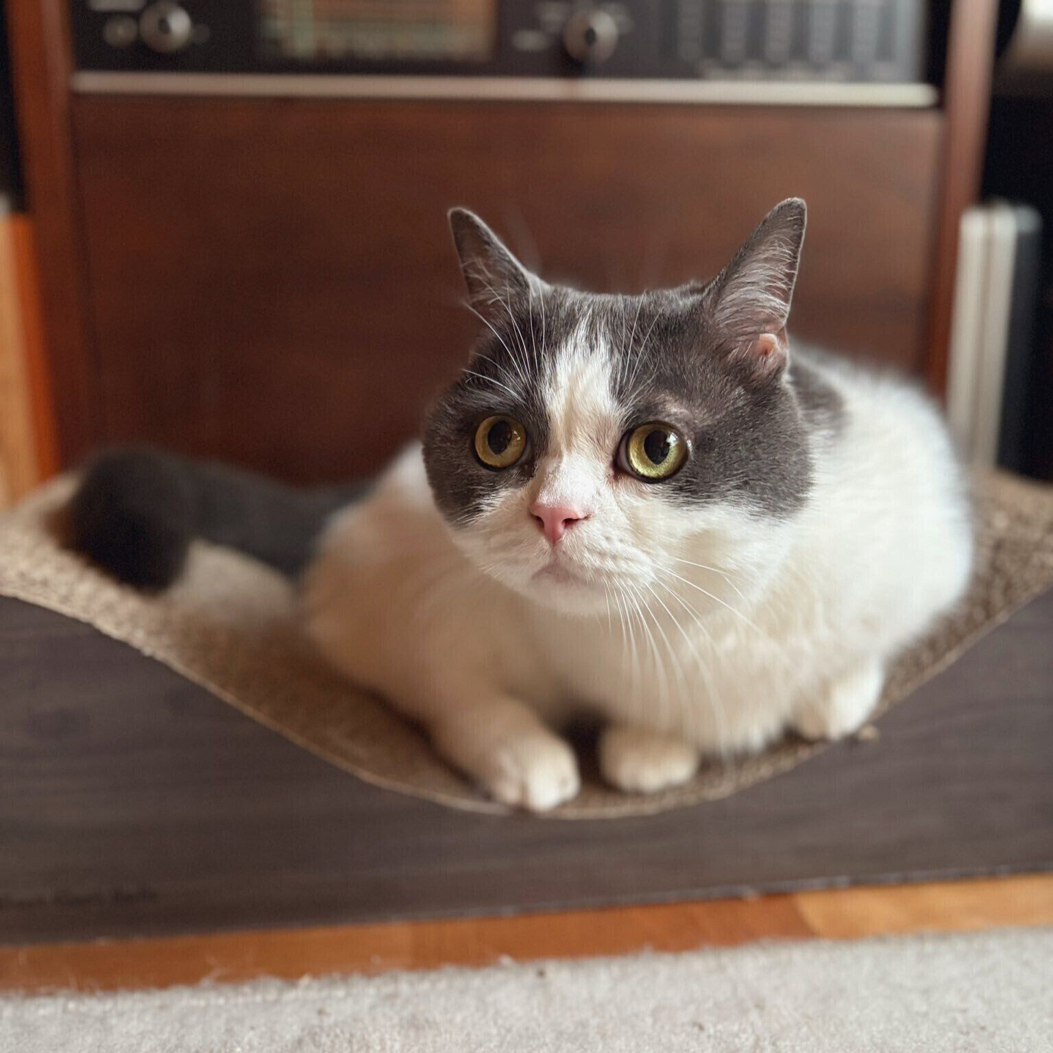 爪とぎの上でまったりのくう太くん。