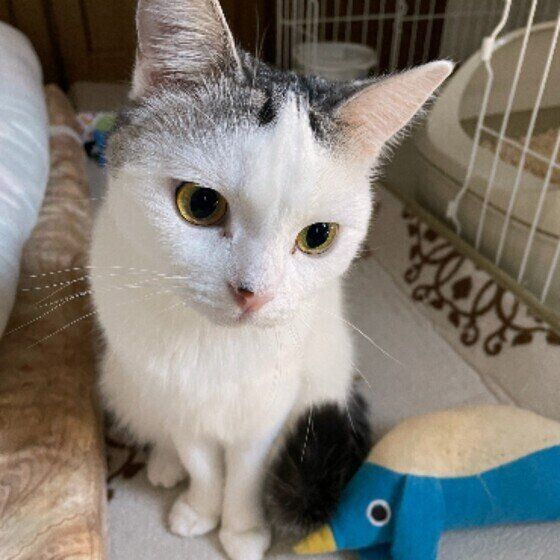 おすわりするスコティッシュフォールド