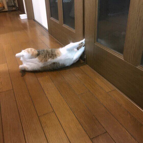 MIXミケのマリリンちゃん