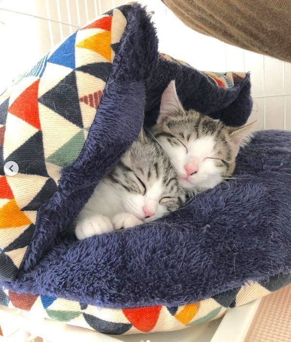 元保護猫・ココアちゃんとラテちゃん