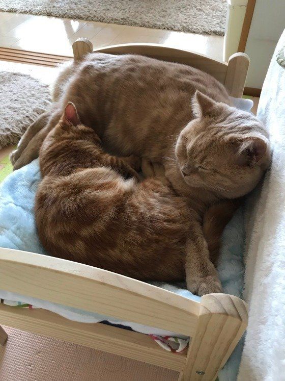 くっついて眠るきょうだい猫