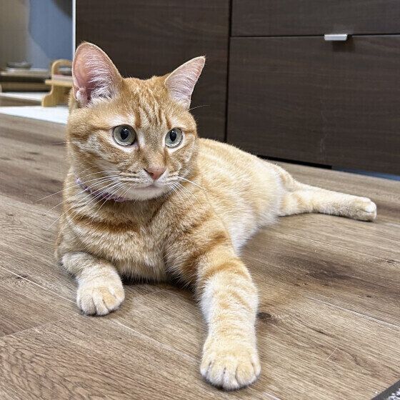 Mix（茶トラ）のもなかちゃん♪