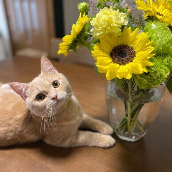 スコティッシュ・フォールドのこむぎくん