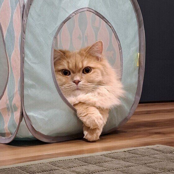 スコティッシュフォールドのフクくん