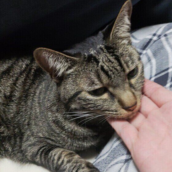 サバトラのハロくん