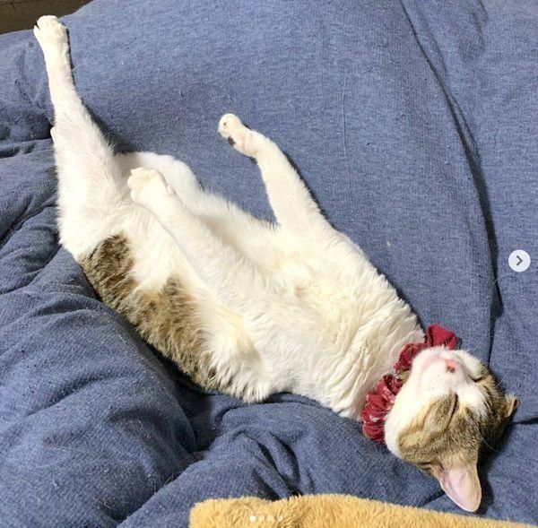 自分を猫と認識していないキジ白