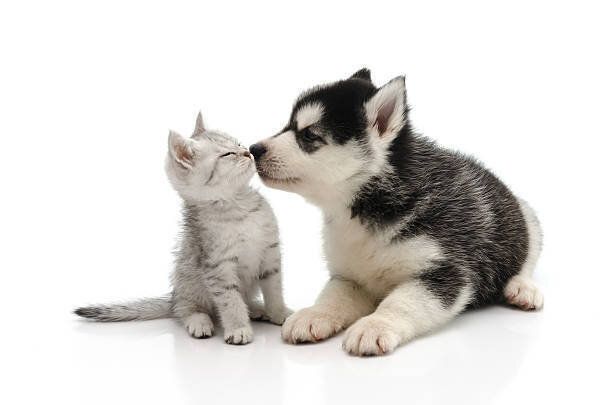 かわいい子犬と子猫