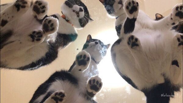 ガラステーブルの上に乗る猫たち