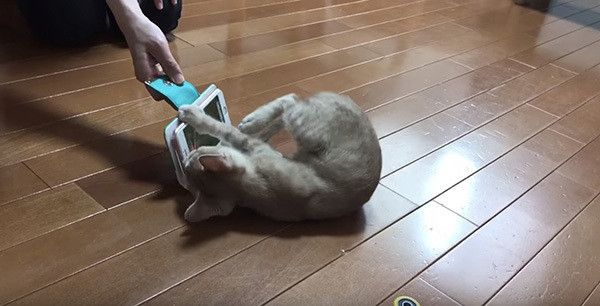 スマホで遊ぶ子猫