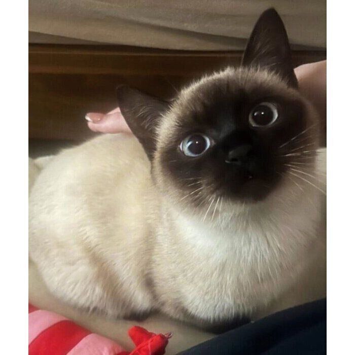 生後半年のころに撮影したぷよくん