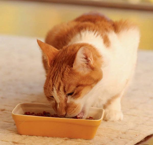 ごはんを食べる猫