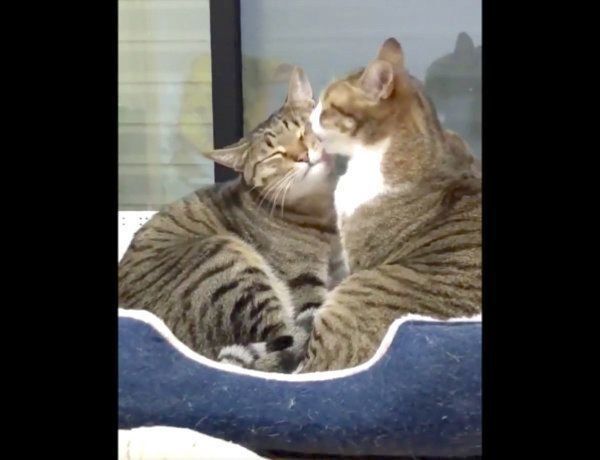 グルーミングするミントちゃんとライムちゃん