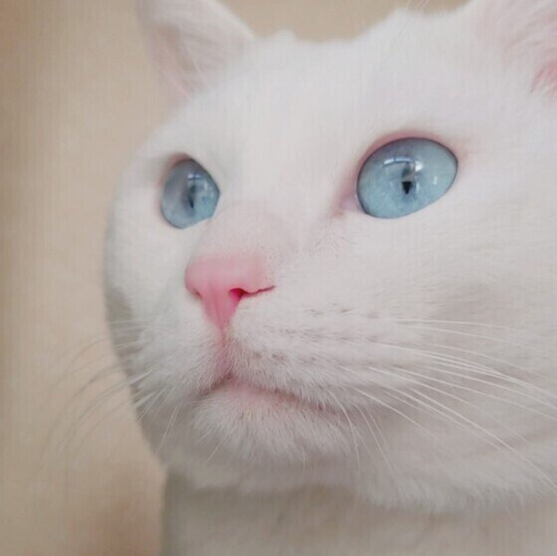 オッドアイが多い 子猫のときだけ模様が 白猫 の不思議4 ねこのきもちweb Magazine オッドアイが多い 子猫のときだけ模様が 白猫 の不思議4 ねこのきもちweb Magazine