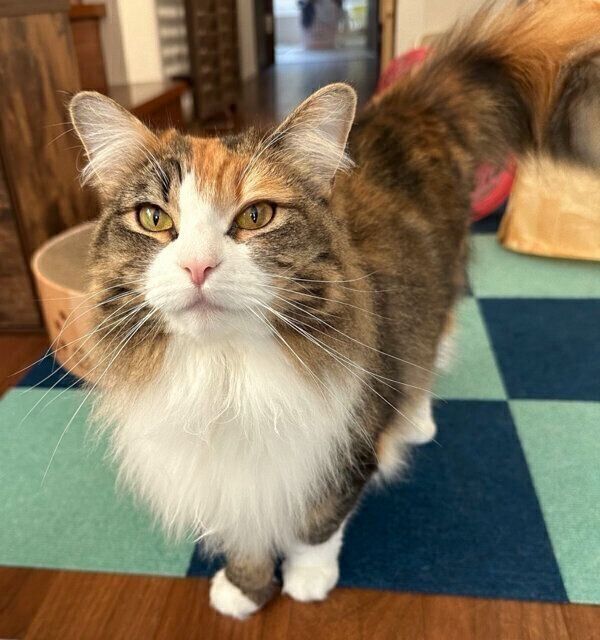 見つめるリタちゃん